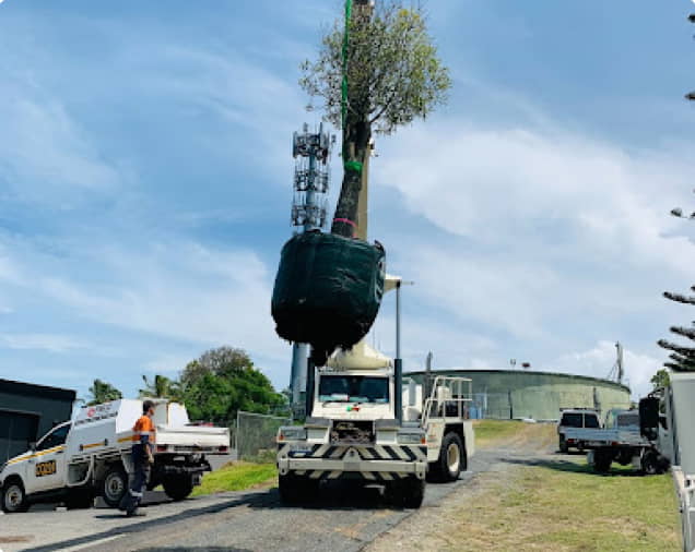 Commercial Landscape Services - Tree Removal & Stump Grinding, Relocation Street Tree for landscaping at CLM Group Landscaping & Maintenance Services