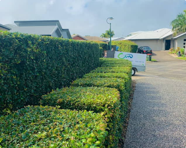 Residential Landscape Services - Trimmed Bush box shaped beside the car pathway - CLM Group Landscaping & Maintenance Services