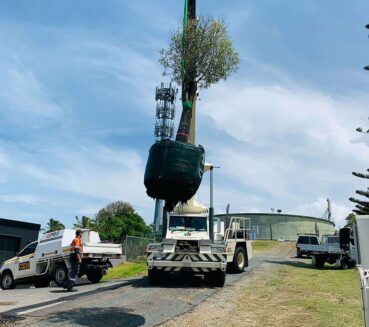 Commercial Landscape Services - Tree Removal & Stump Grinding, Relocation Street Tree for landscaping at CLM Group Landscaping & Maintenance Services