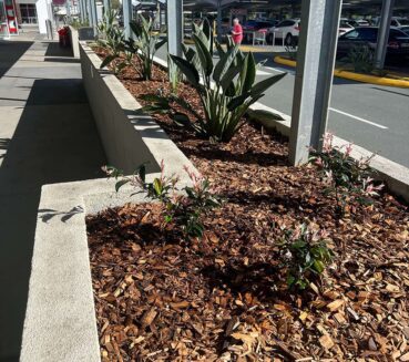 Commercial Garden landscaping with Landscape Plants at Carls Landscaping & Maintenance Services